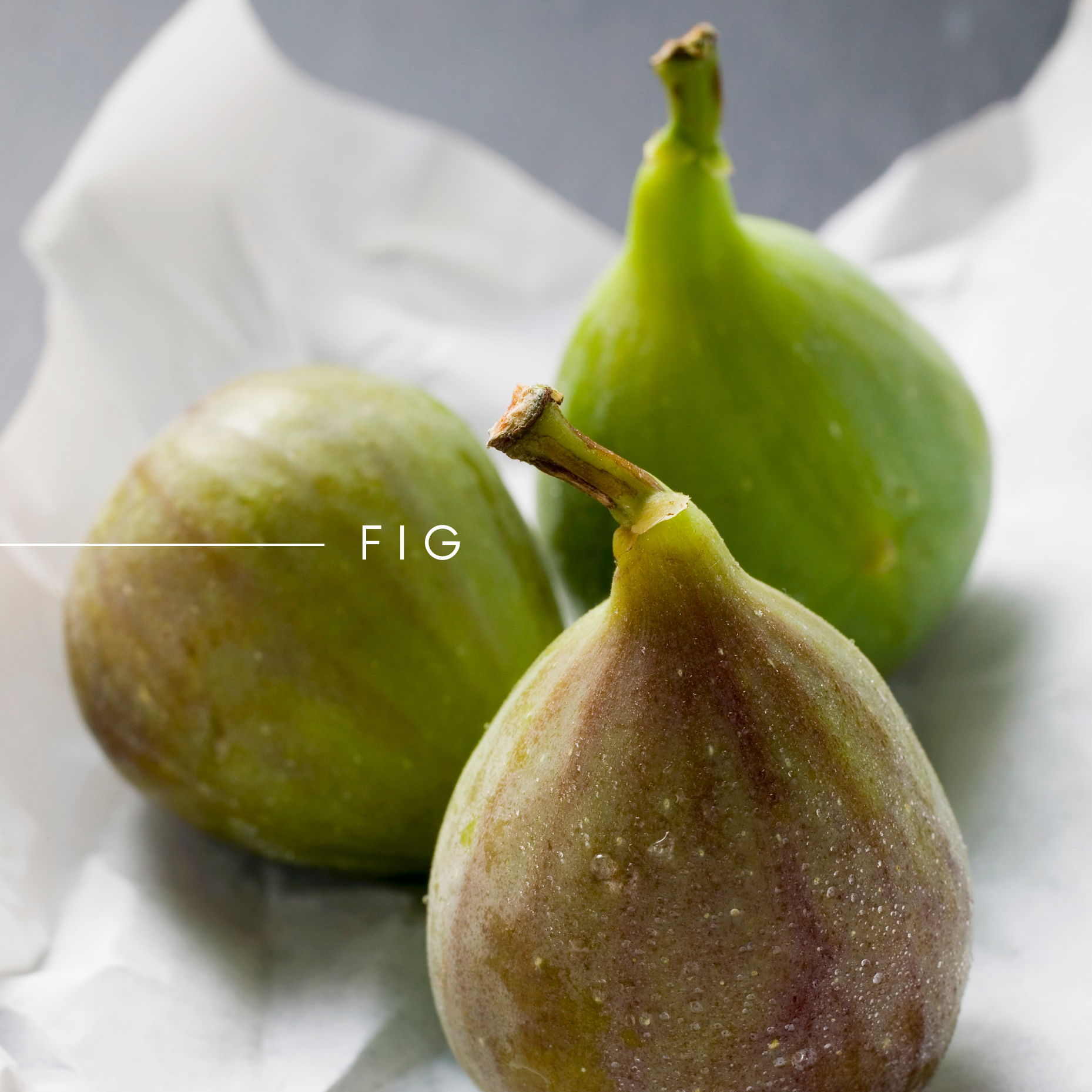 SCENT No 3, FIG