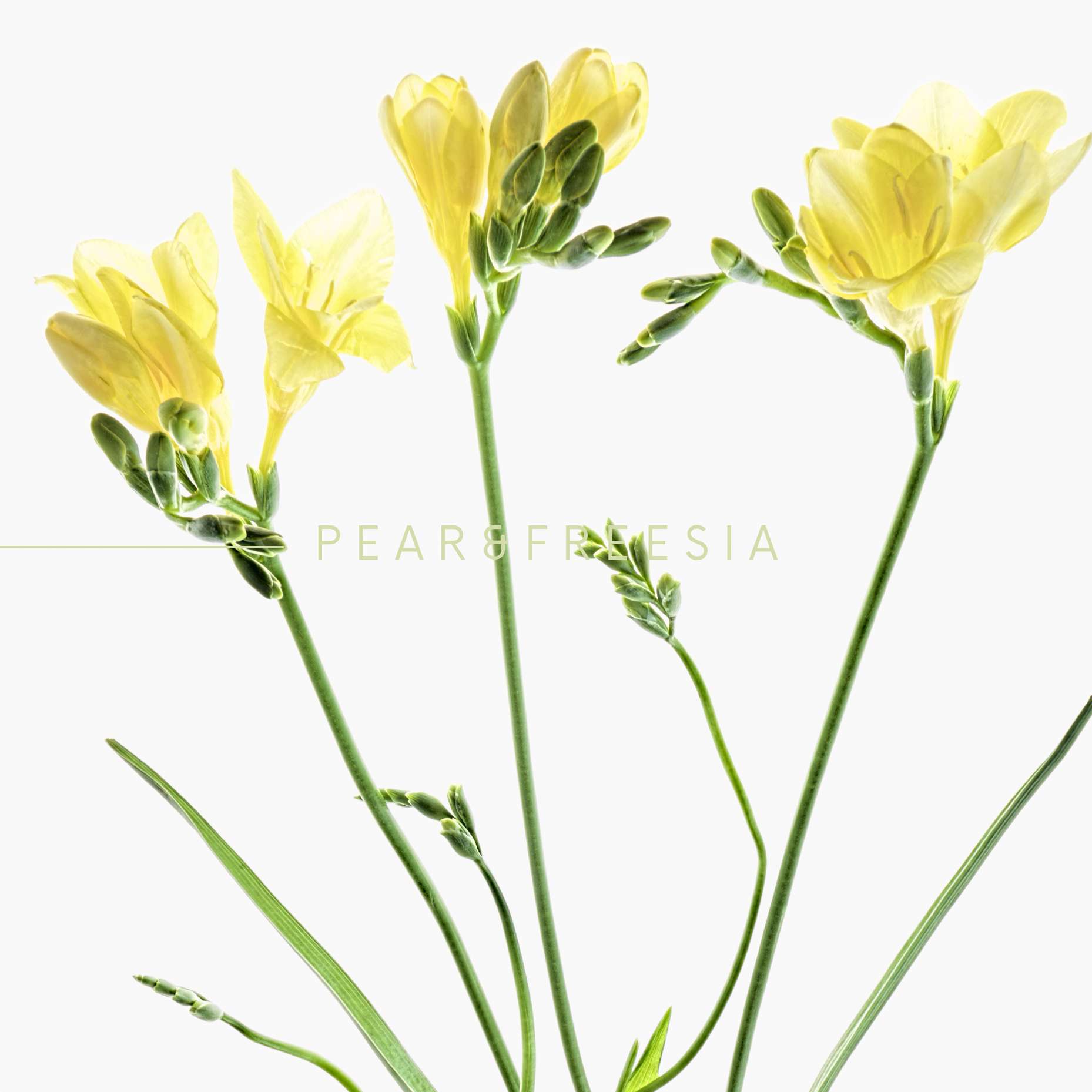 SCENT No 3, PEAR & FREESIA