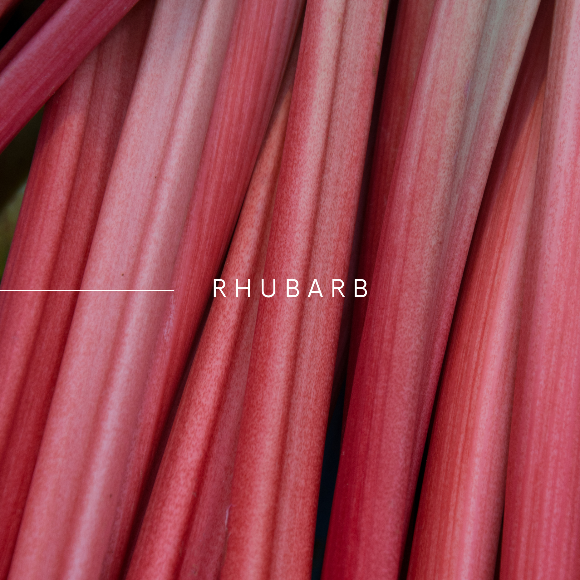 SCENT No 4, RHUBARB